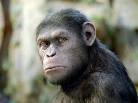 cesar macaco - macaco mandril